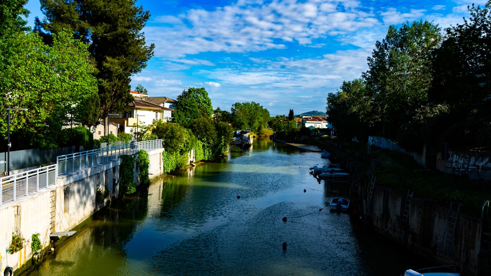 green trees beside river under blue sky during daytime