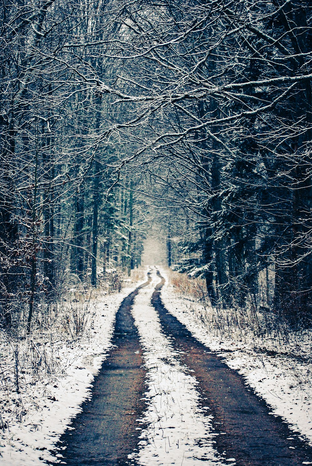 snow covered pathway between bare trees during daytime