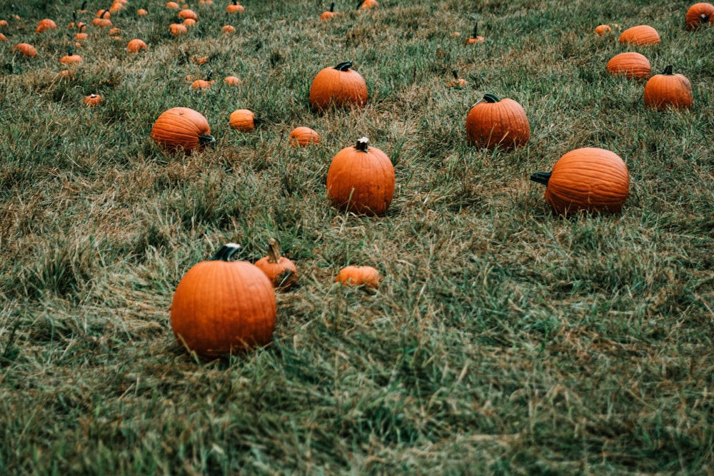 orange pumpkins on green grass during daytime