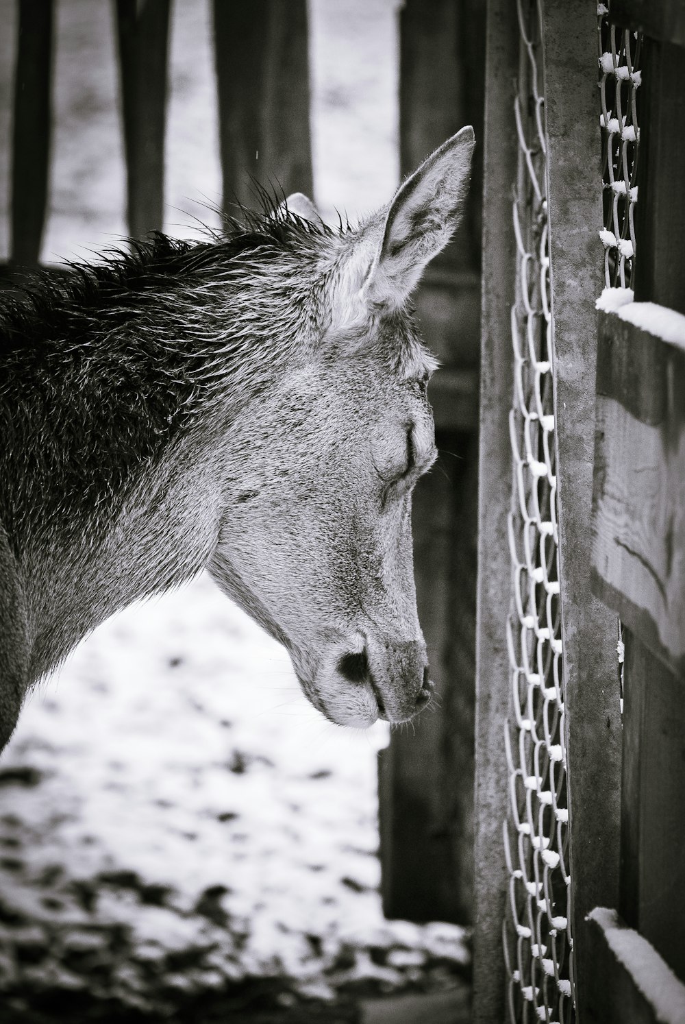 grayscale photo of horse in cage