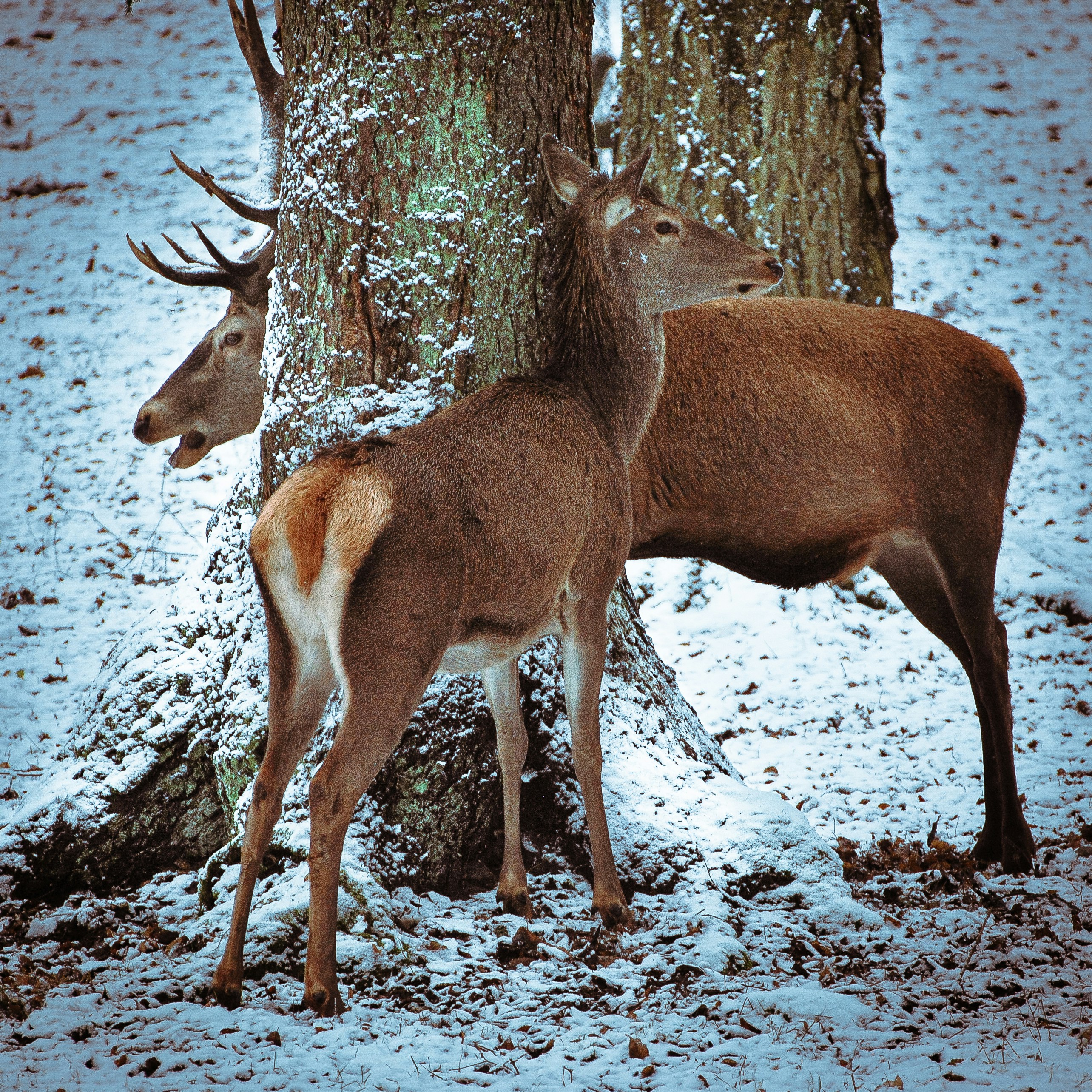 Unsplashで見つけるオレゴンの無料写真