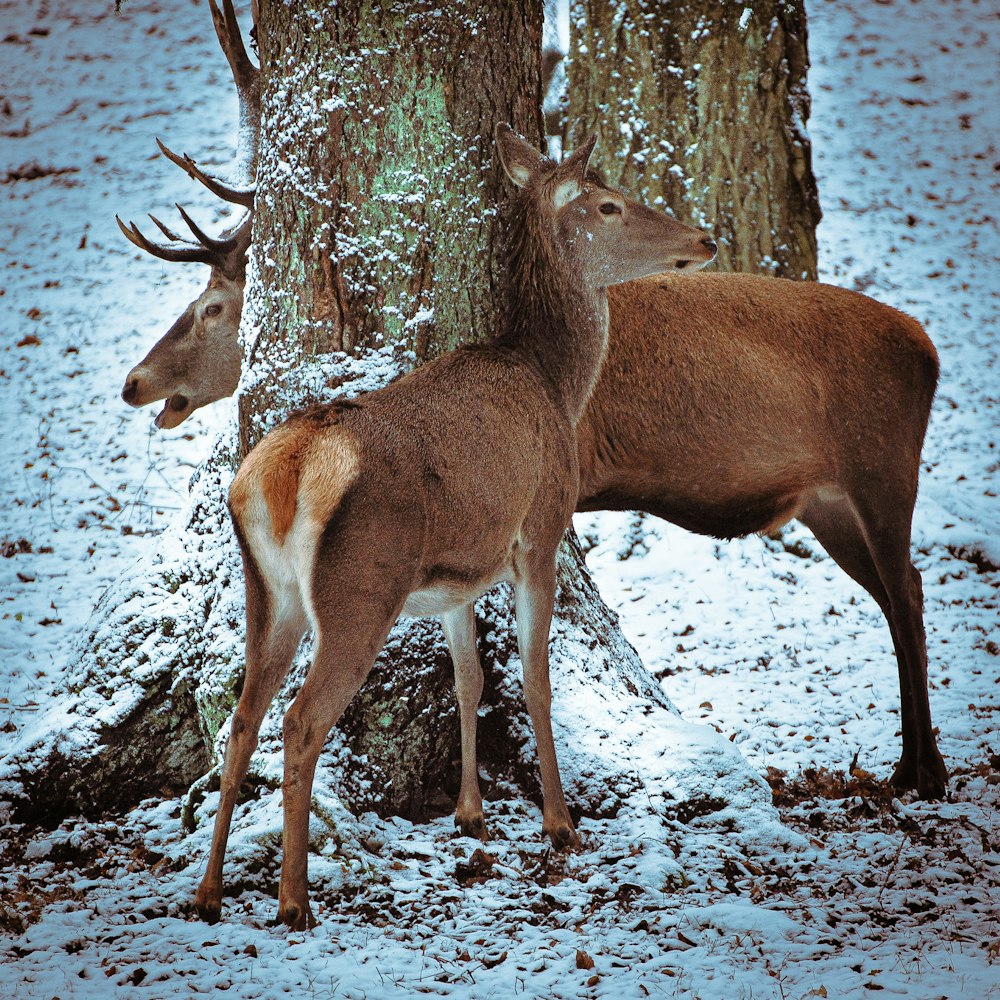 brown deer on snow covered ground during daytime