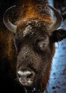brown bison on white snow covered ground during daytime