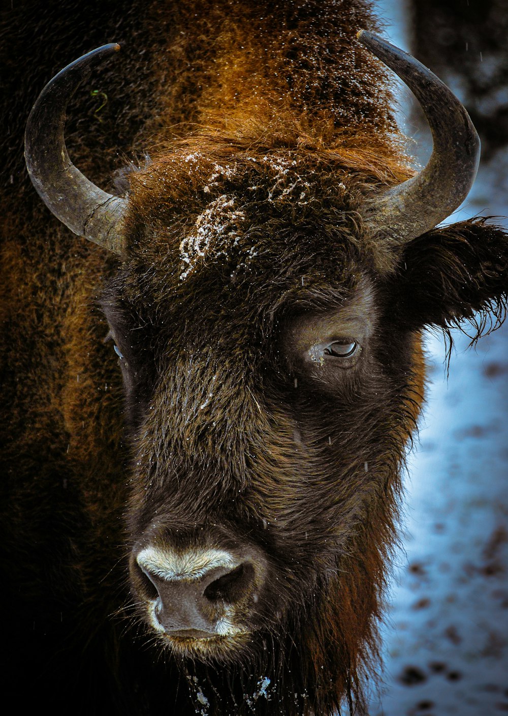 brown bison on white snow covered ground during daytime