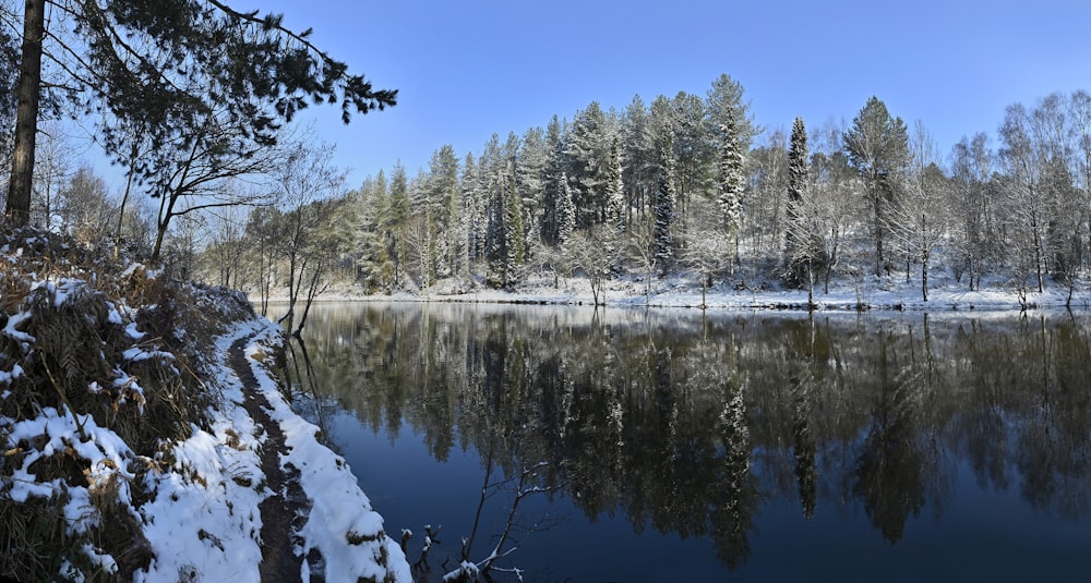 snow covered trees beside lake under blue sky during daytime