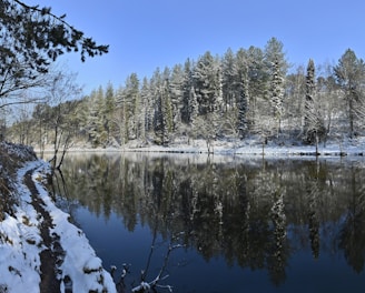 snow covered trees beside lake under blue sky during daytime