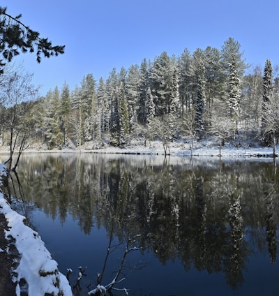 snow covered trees beside lake under blue sky during daytime