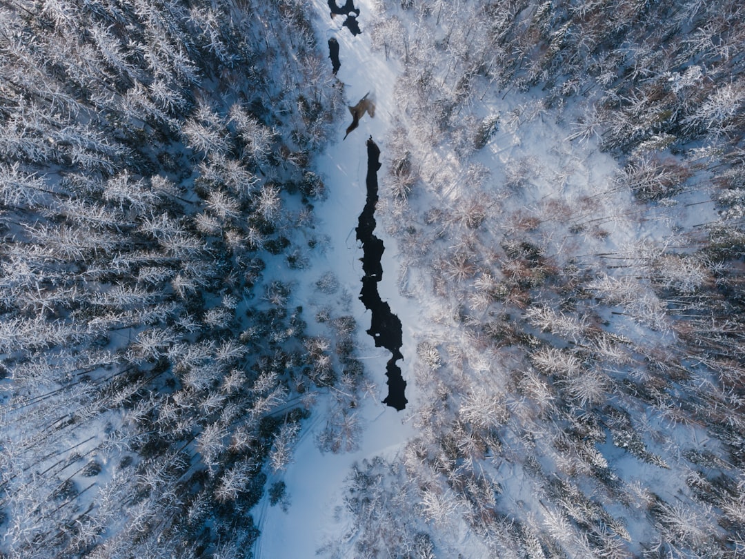 aerial view of snow covered trees during daytime
