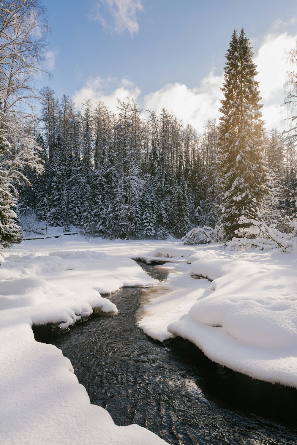 snow covered trees during daytime