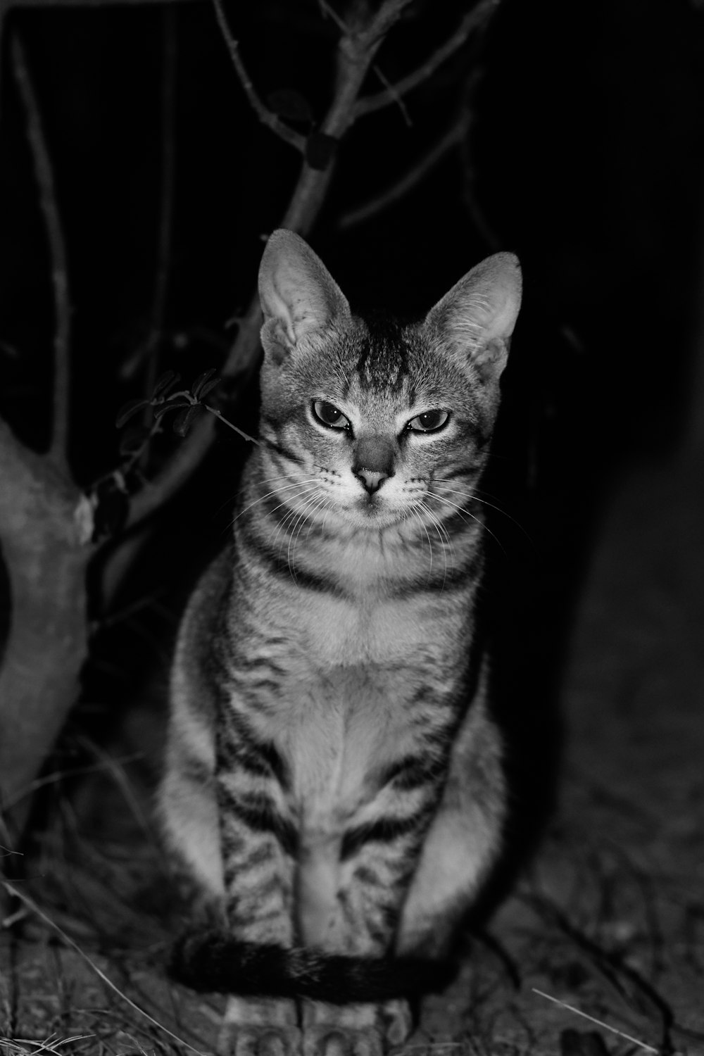 grayscale photo of tabby cat