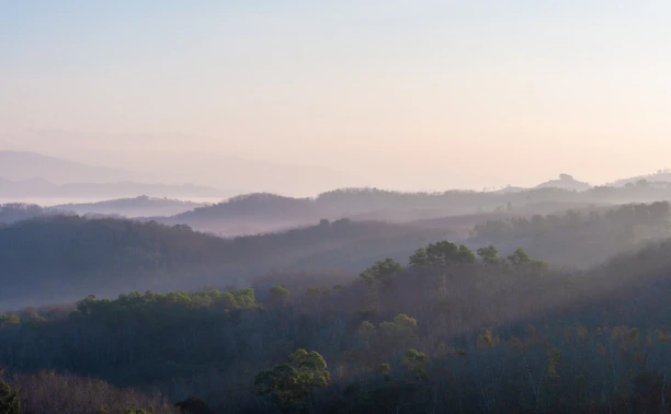 A serene, misty Australian hinterland at dawn, soft light filtering through eucalyptus trees.