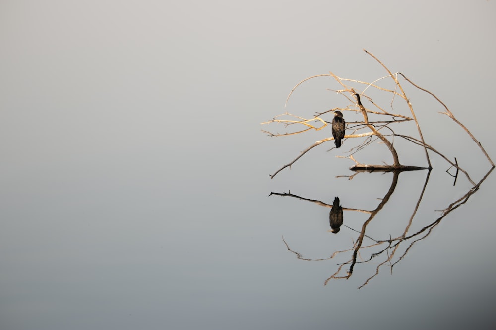 brown tree branch with water droplets