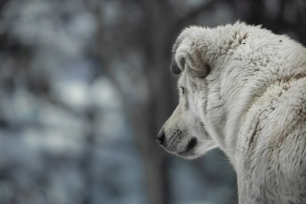 Weißer Wolf tagsüber auf schneebedecktem Boden