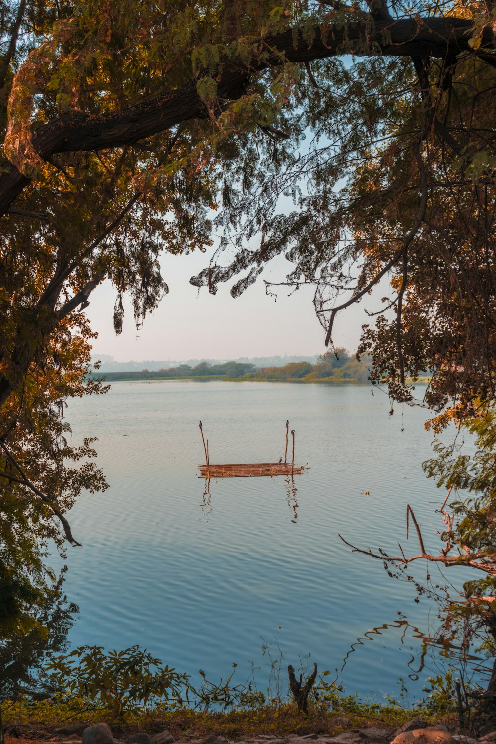 brown tree trunk on lake