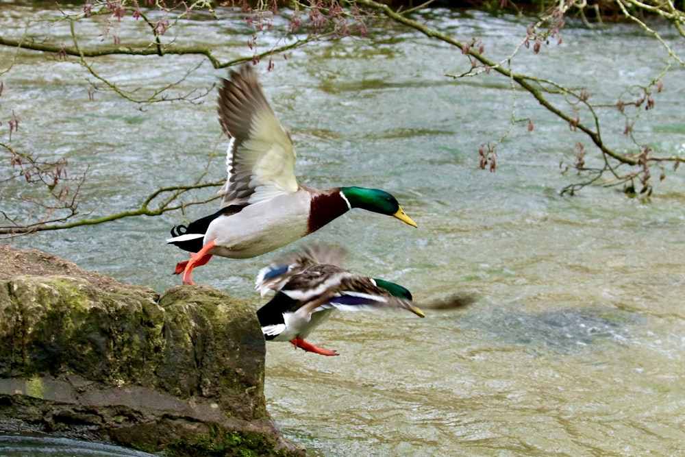 mallard duck on body of water during daytime