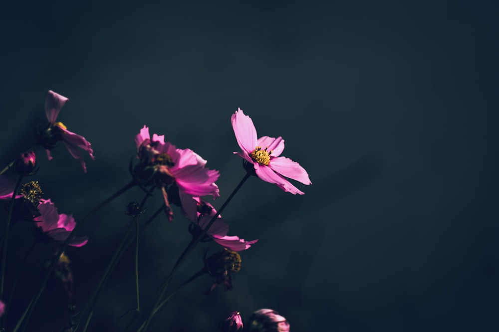 pink flower in tilt shift lens