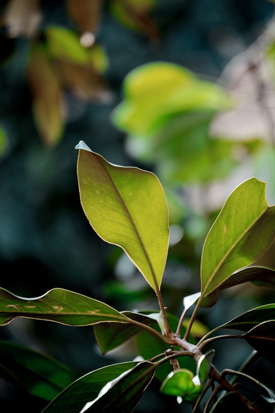 green leaves in tilt shift lens in Tirana Albania