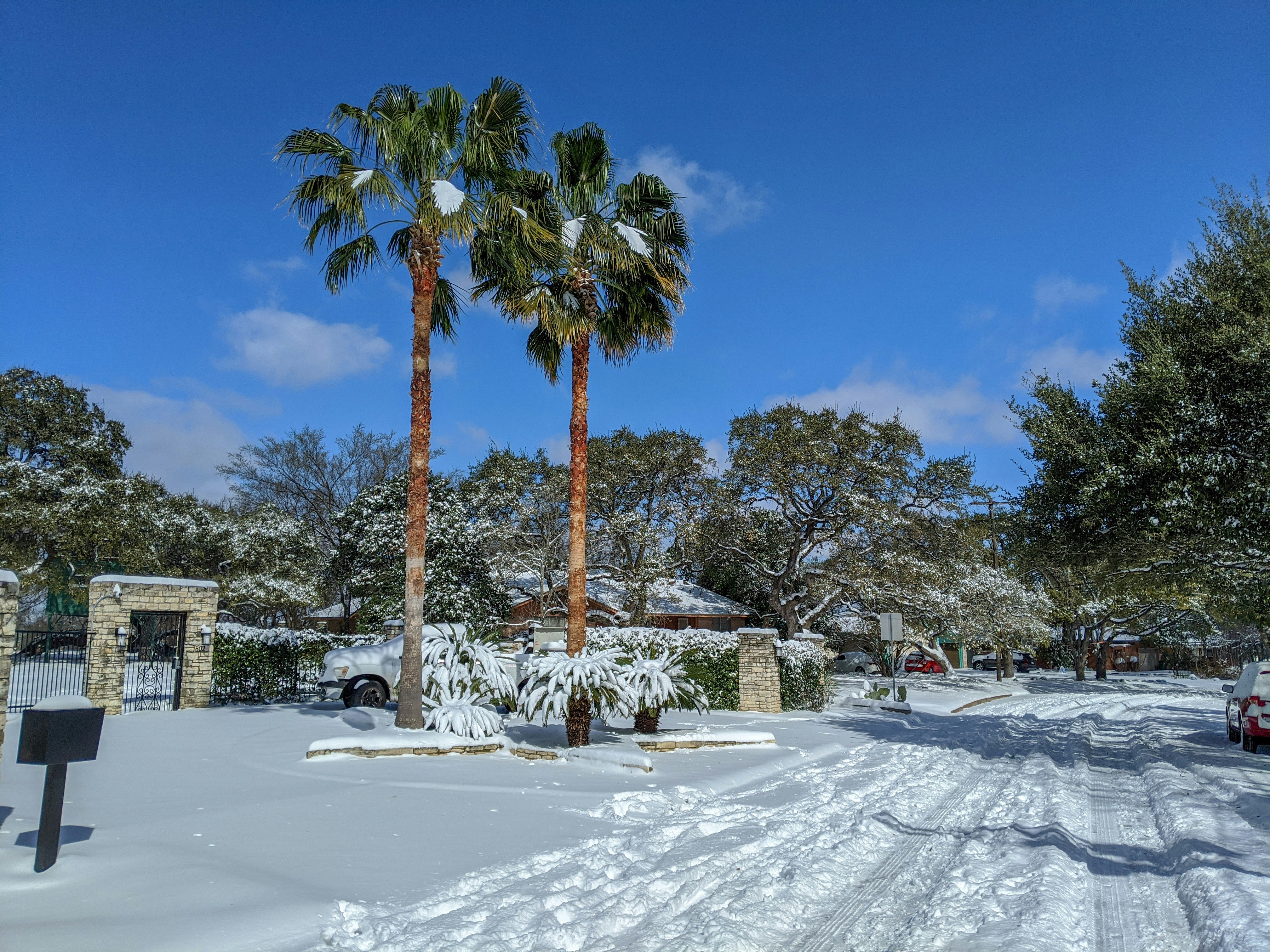 green palm tree on snow covered ground during daytime