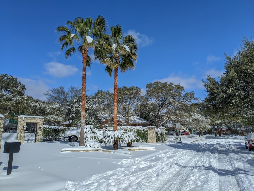 green palm tree on snow covered ground during daytime