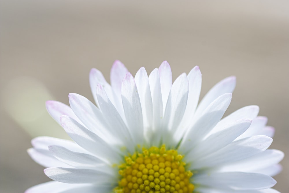 margherita bianca in fiore durante il giorno