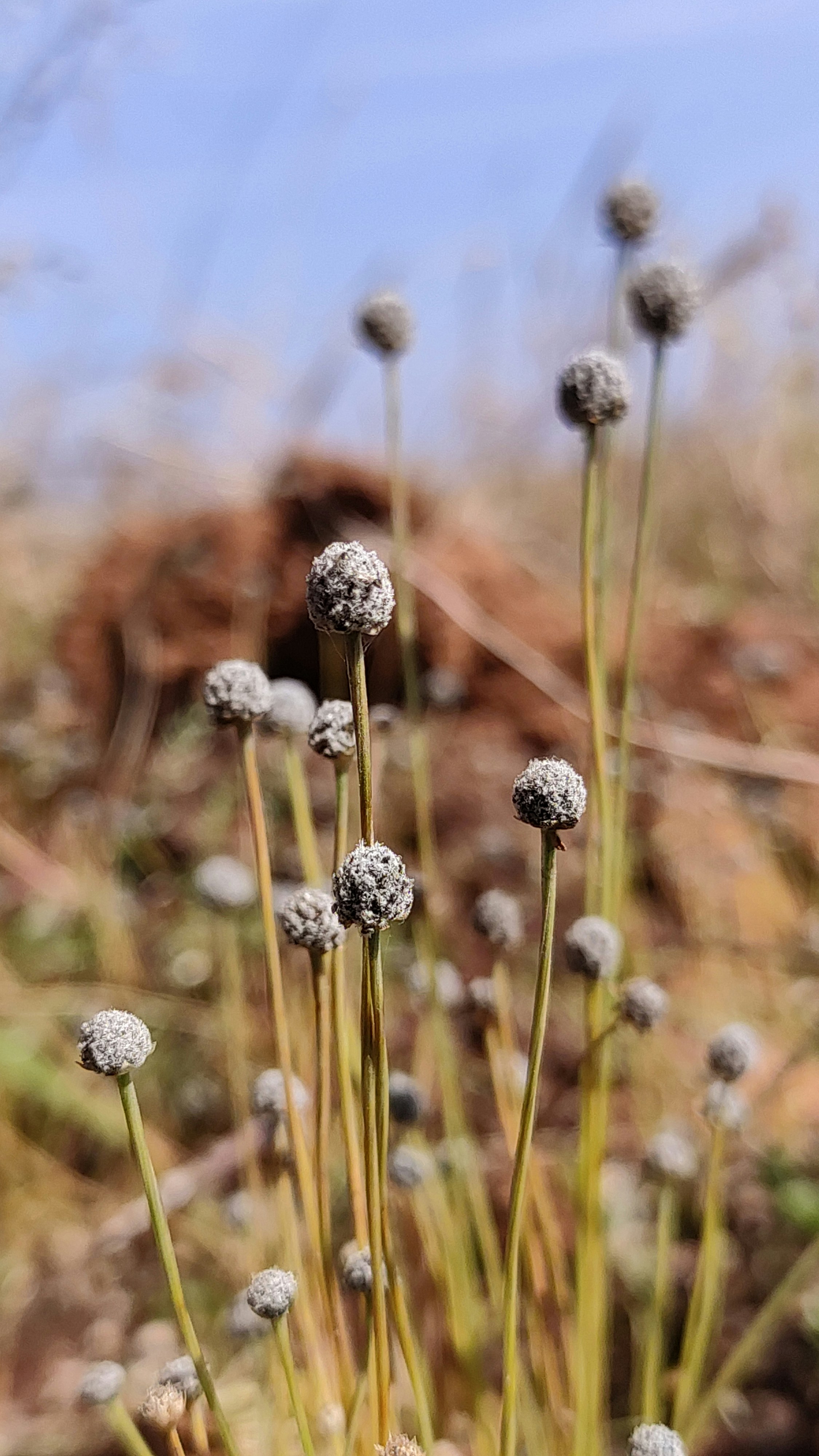white dandelion in close up photography
