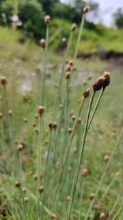 Tall, slender grass stalks with small brown tips are standing in a lush, green setting. The background is softly blurred, suggesting a natural environment, possibly a meadow or field, with greenery and hints of other plants.