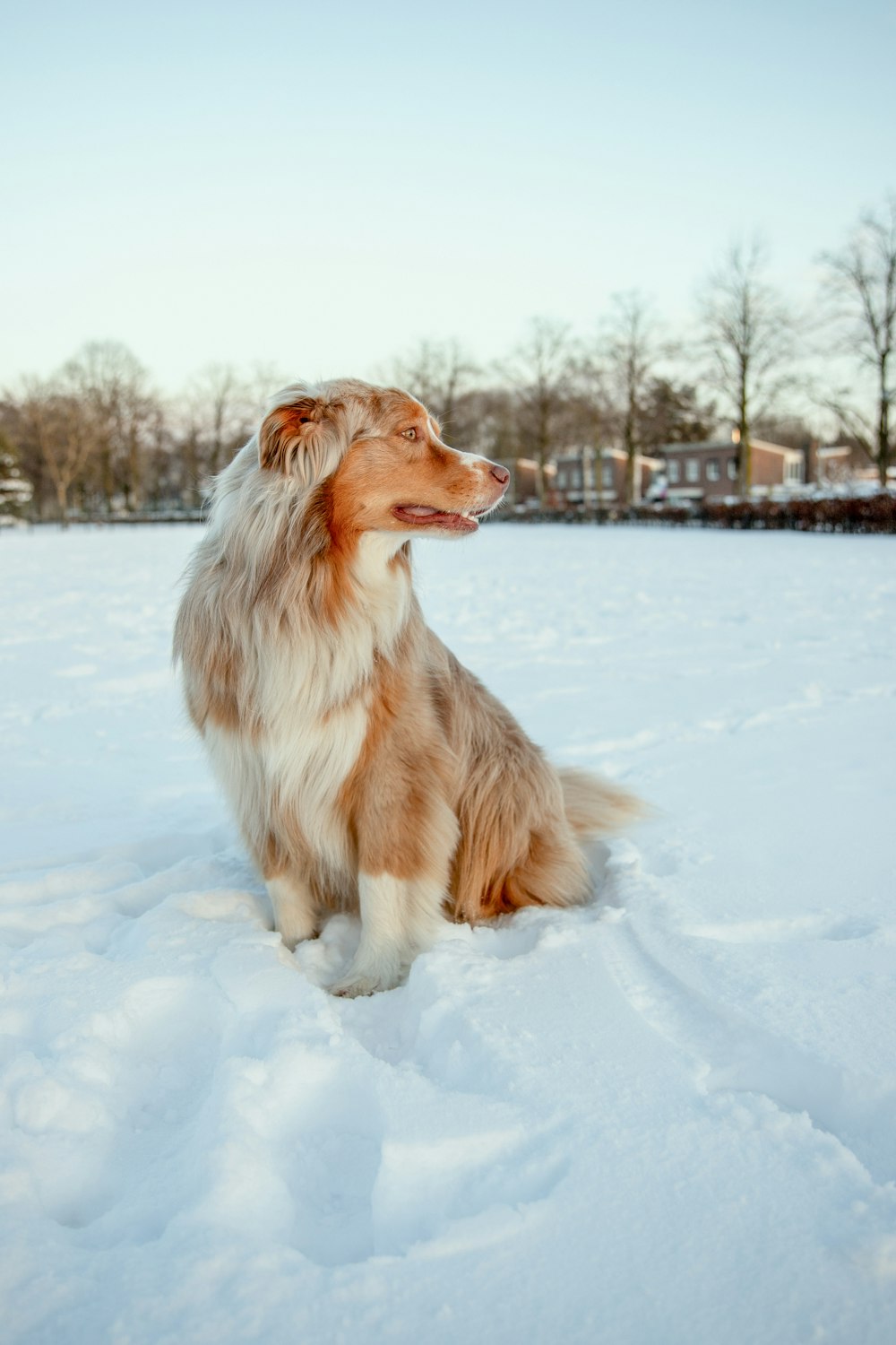 brown and white rough collie on snow covered ground during daytime