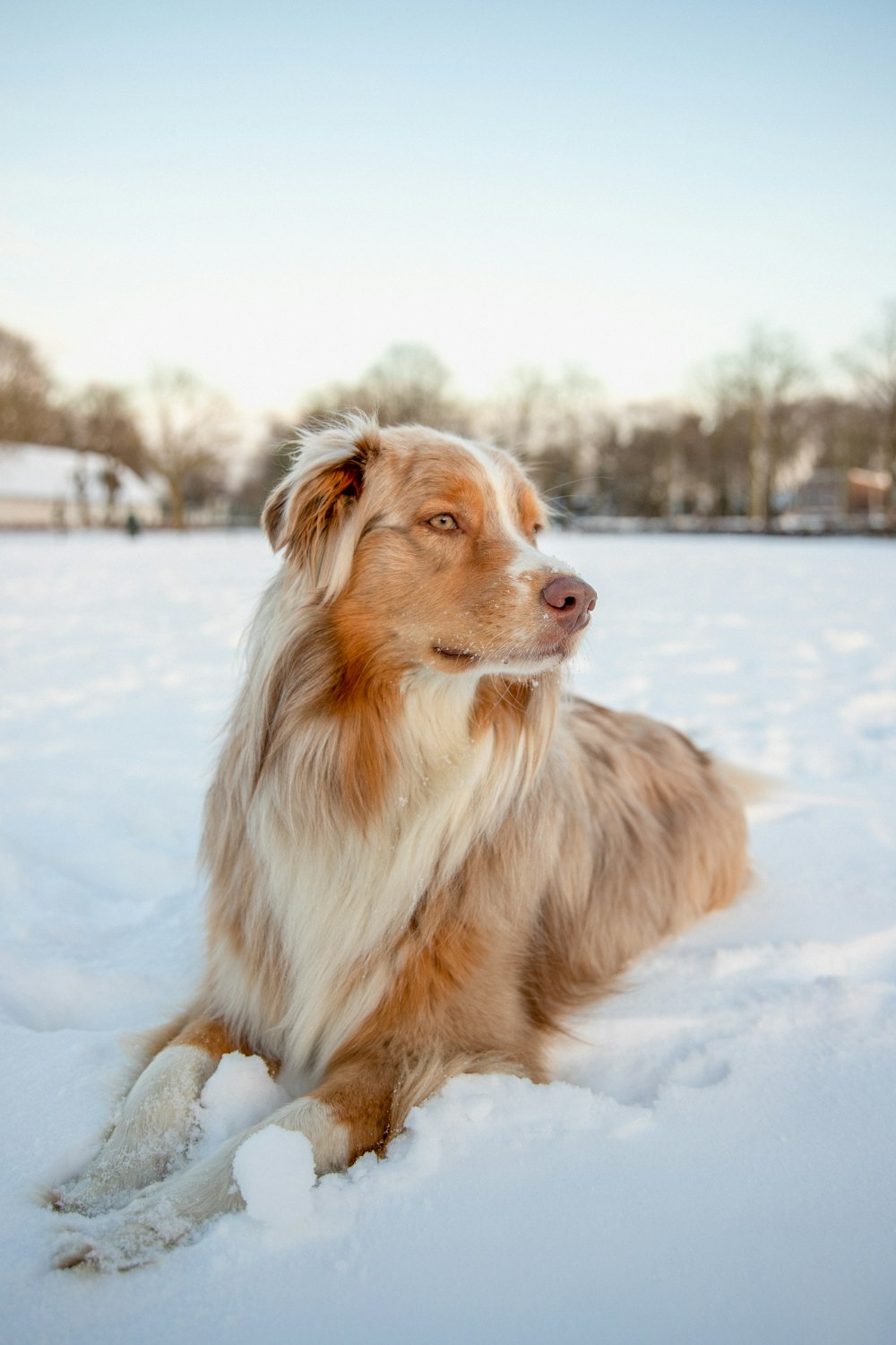 brown and white long coat medium dog on snow covered ground during daytime