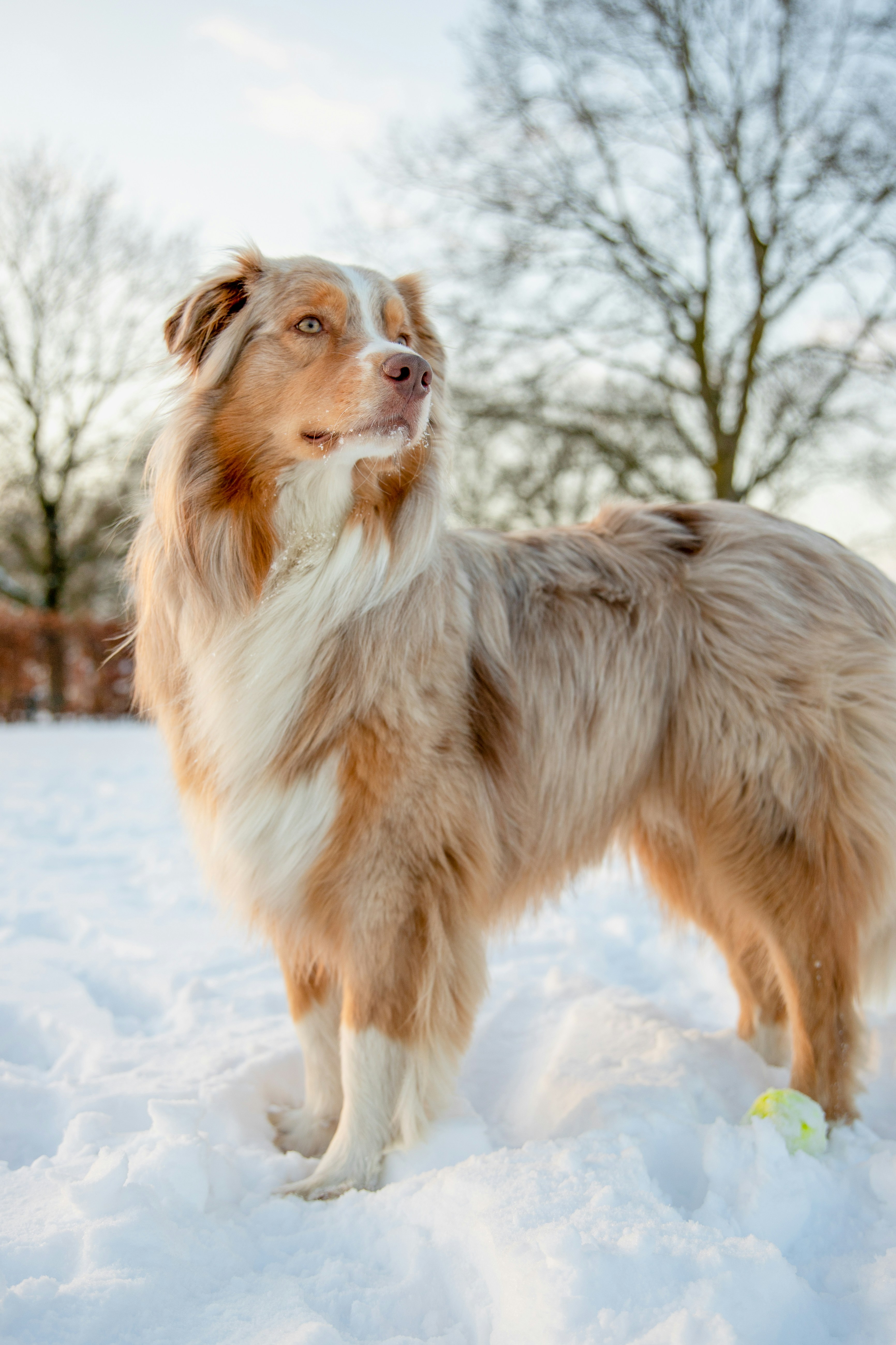 Red Tri Australian Shepherd