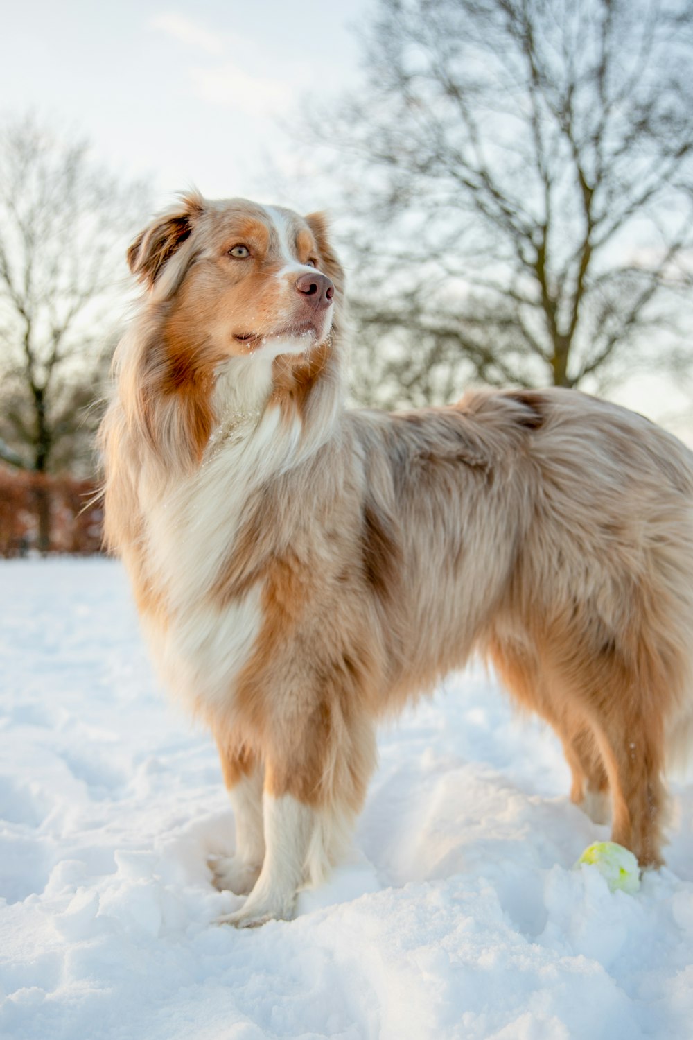 cão médio de pelagem longa marrom e branco no chão coberto de neve durante o dia