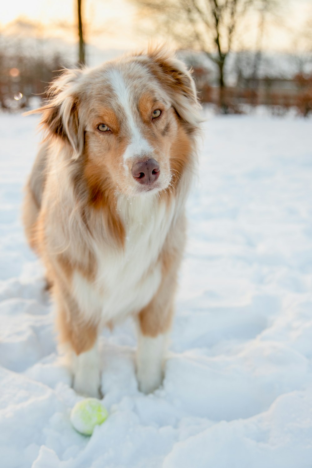 border collie marrom e branco no solo coberto de neve durante o dia