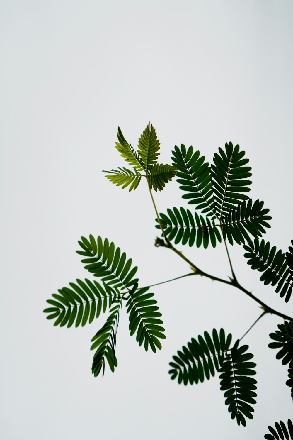 green leaves on white textile