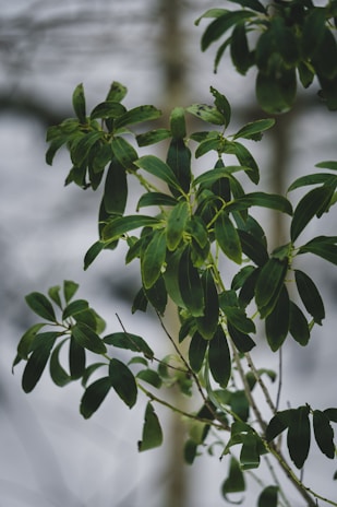 green leaves in tilt shift lens