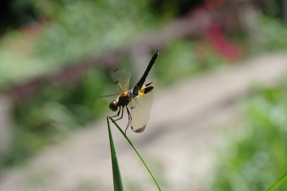 yellow and black dragonfly on green leaf during daytime