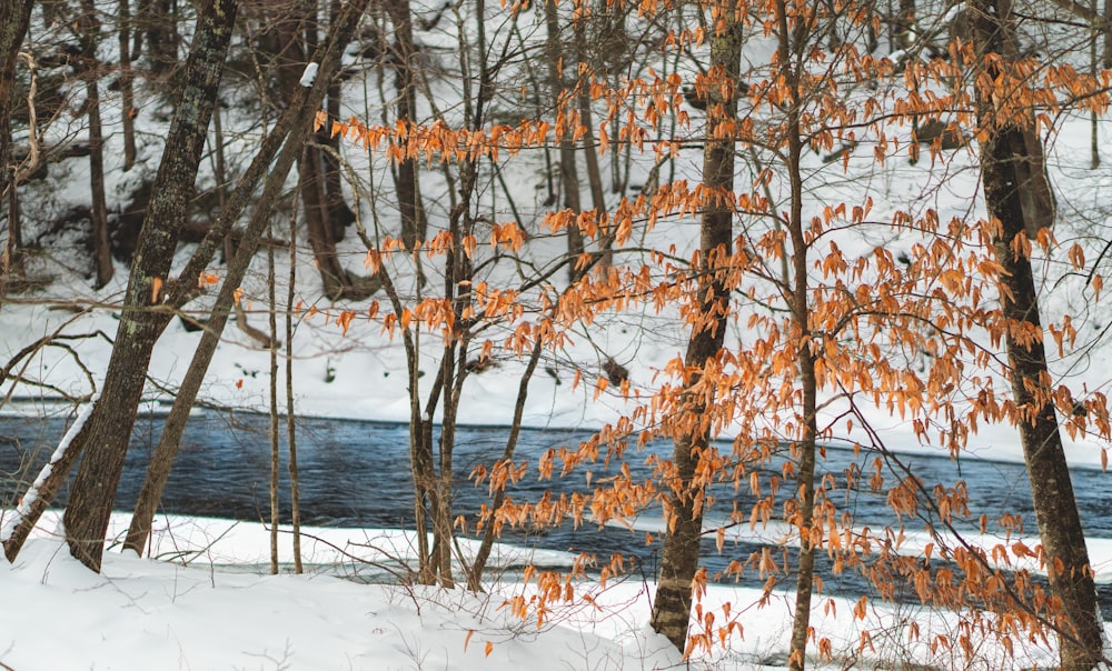 brown trees on snow covered ground during daytime