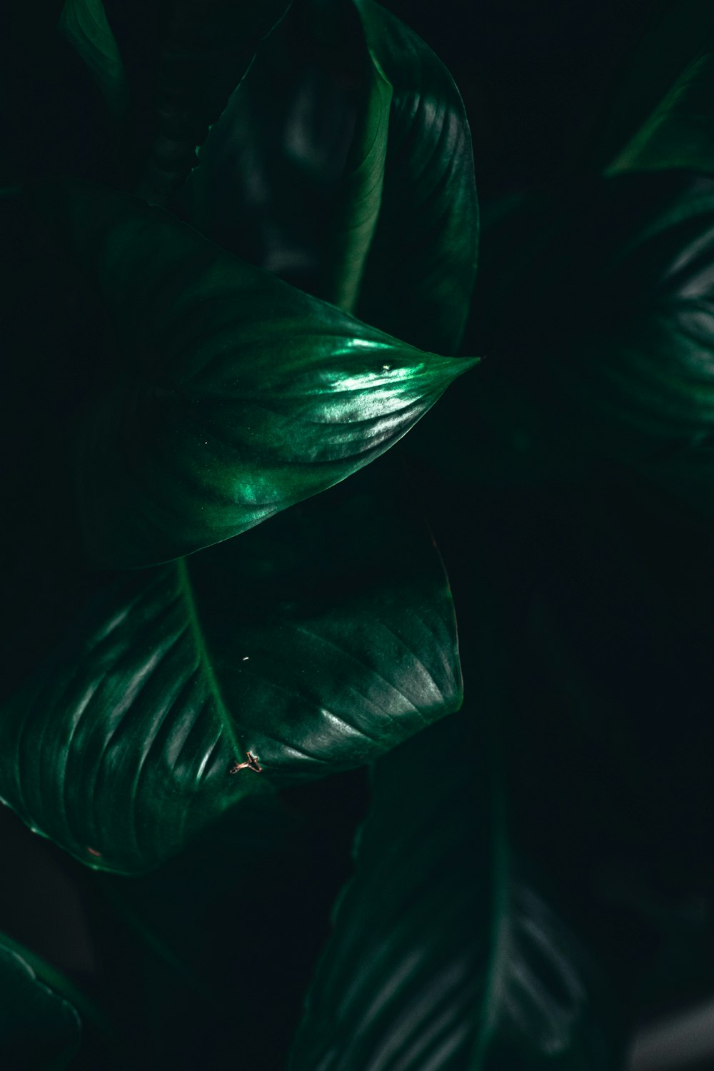 green leaves in dark room