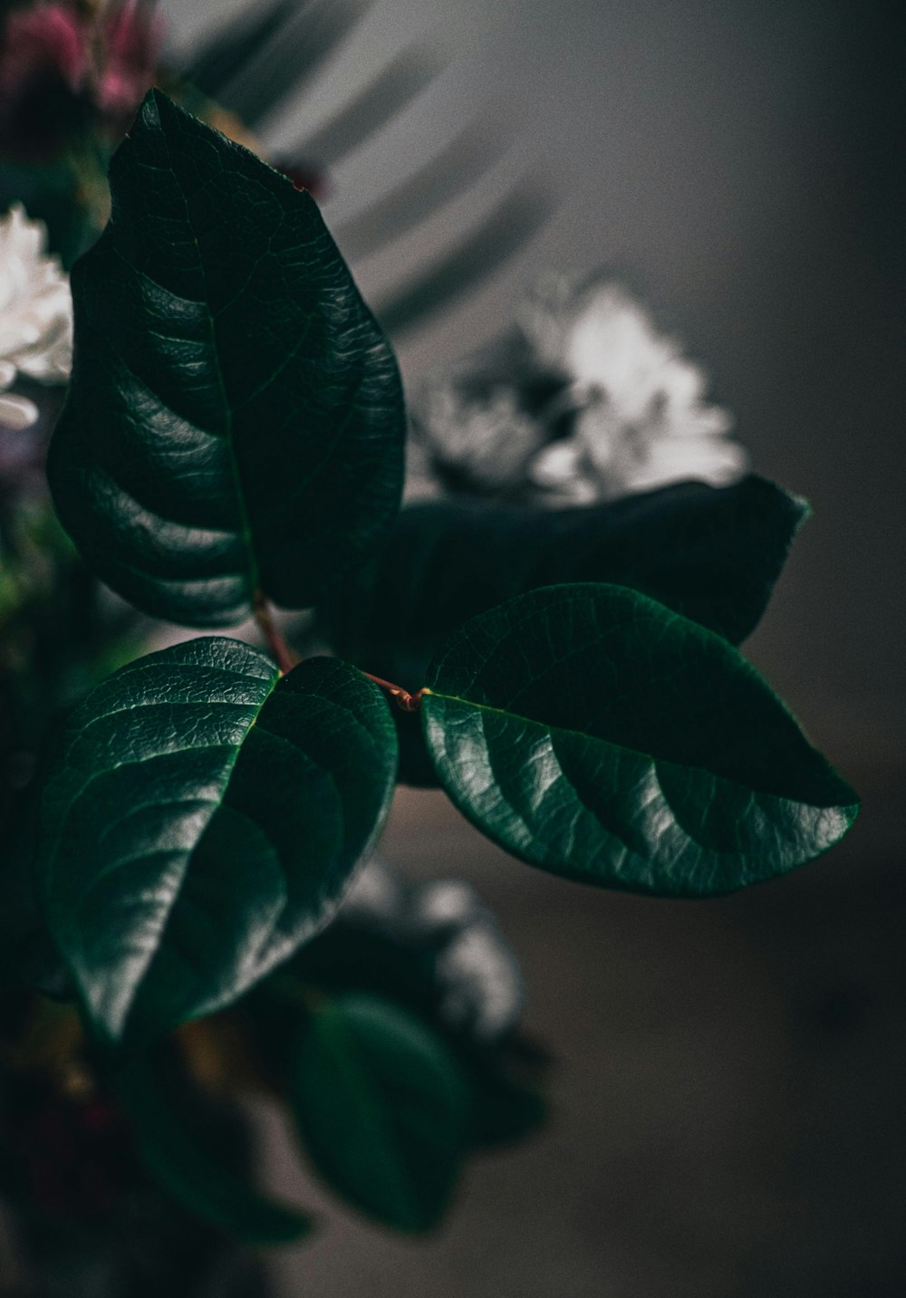 a close up of a plant with green leaves