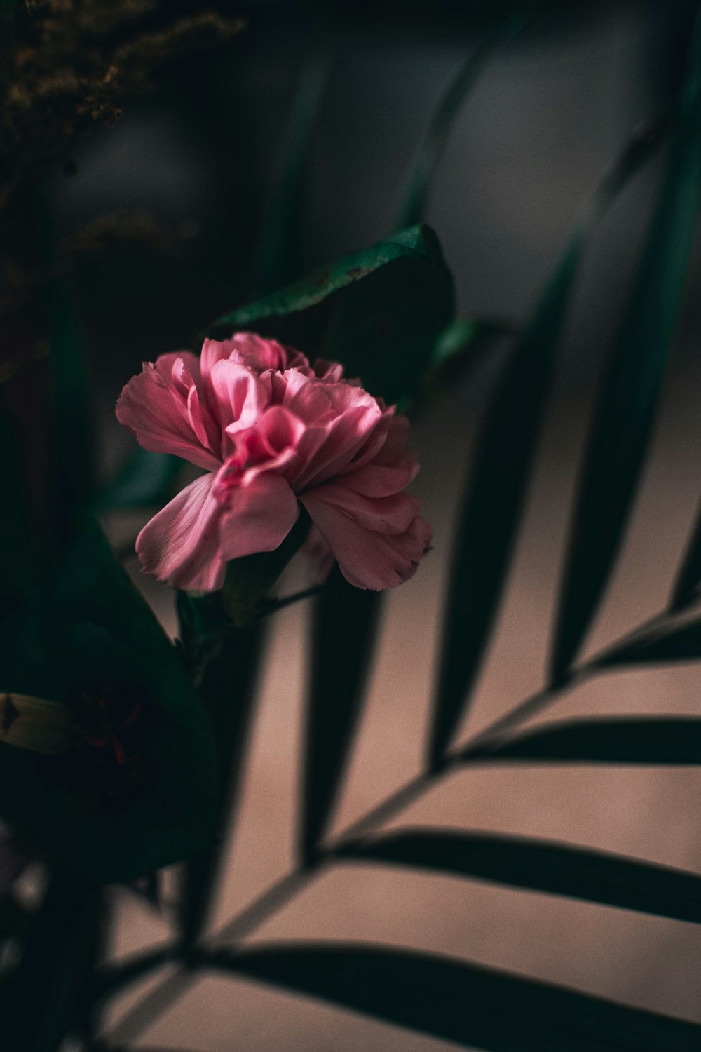 uma flor rosa sentada em cima de uma folha verde