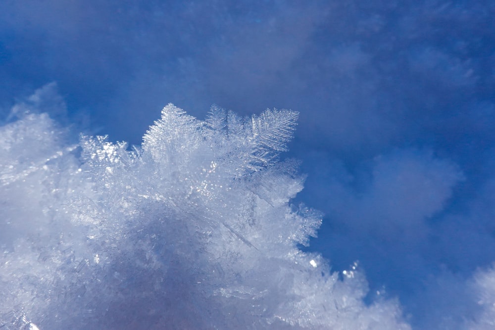 albero coperto di neve bianca sotto il cielo blu