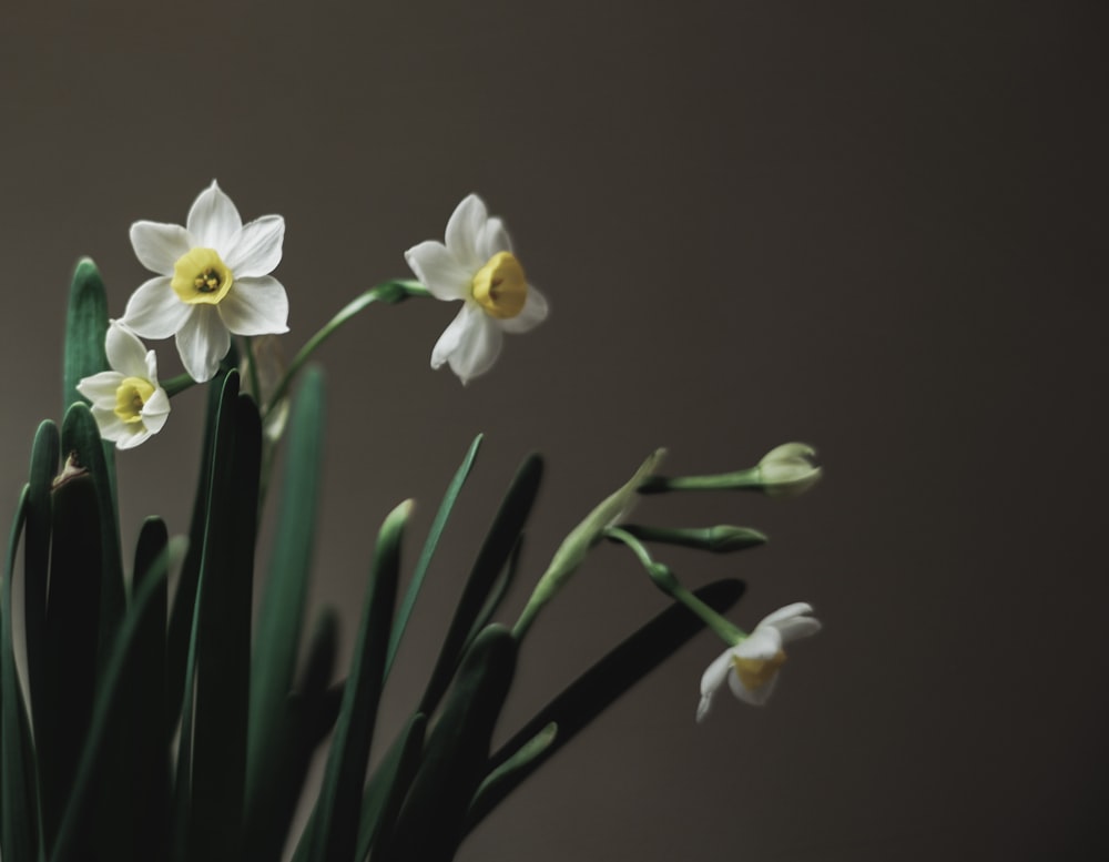 white and yellow daffodils in bloom close up photo