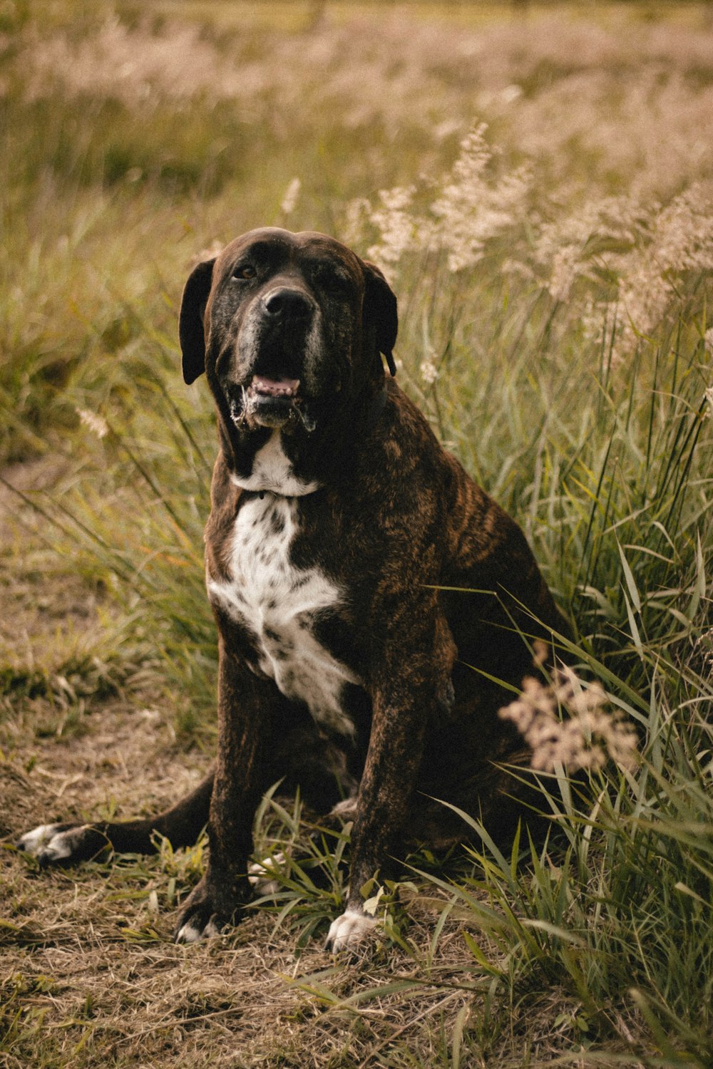 black and white short coated dog sitting on green grass field during daytime