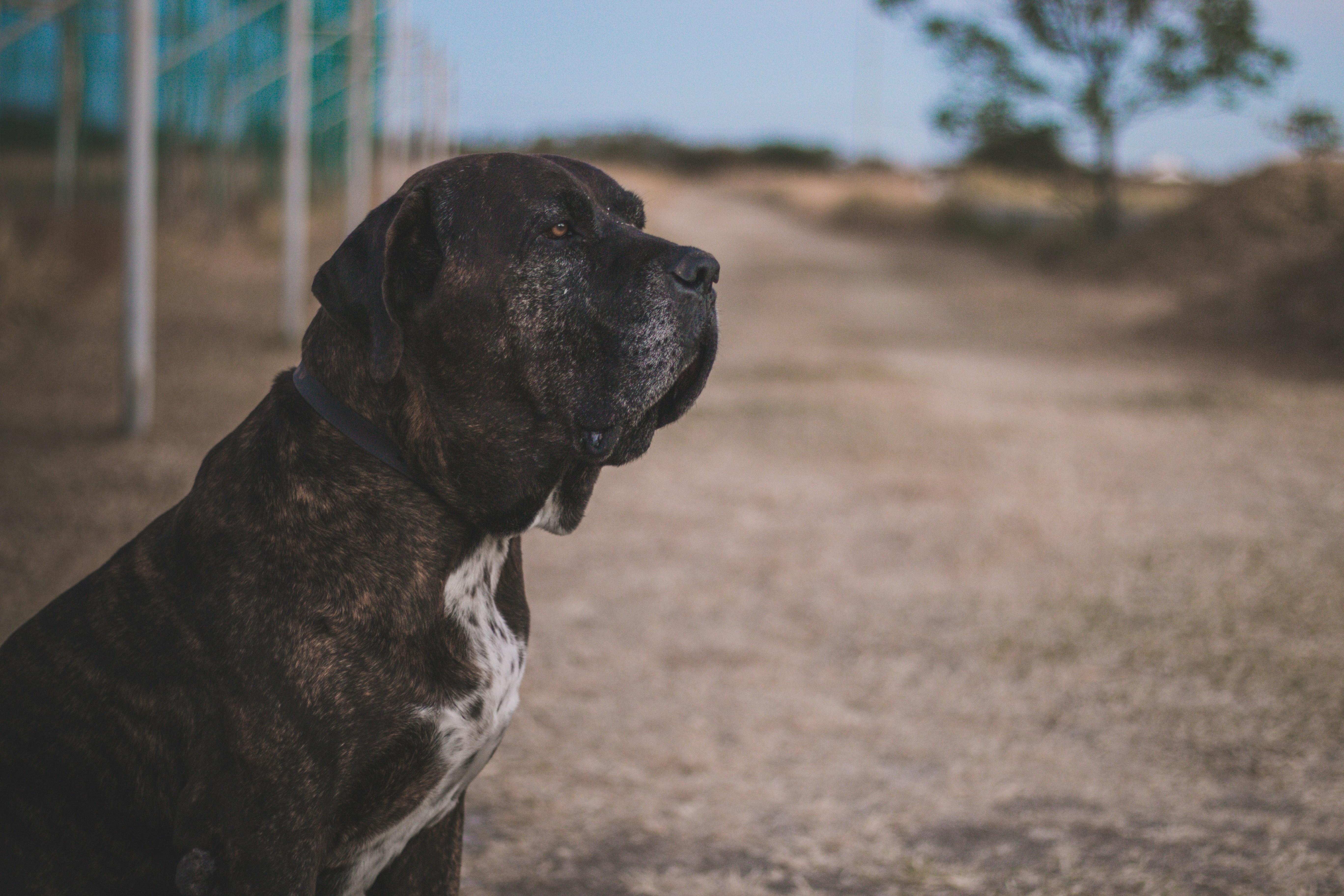 black and white short coated dog sitting on brown ground during daytime