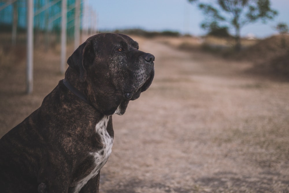 black and white short coated dog sitting on brown ground during daytime