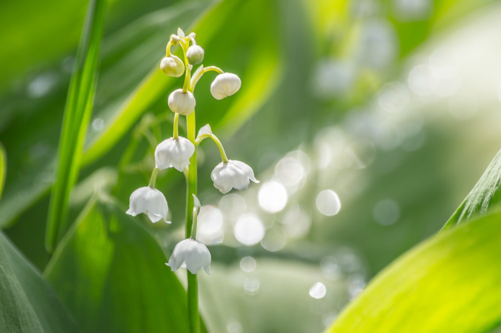 Flor blanca en Macro Shot