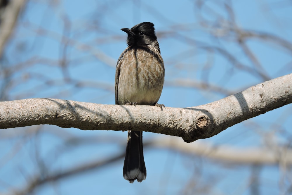 uccello bianco e nero sul ramo marrone dell'albero durante il giorno