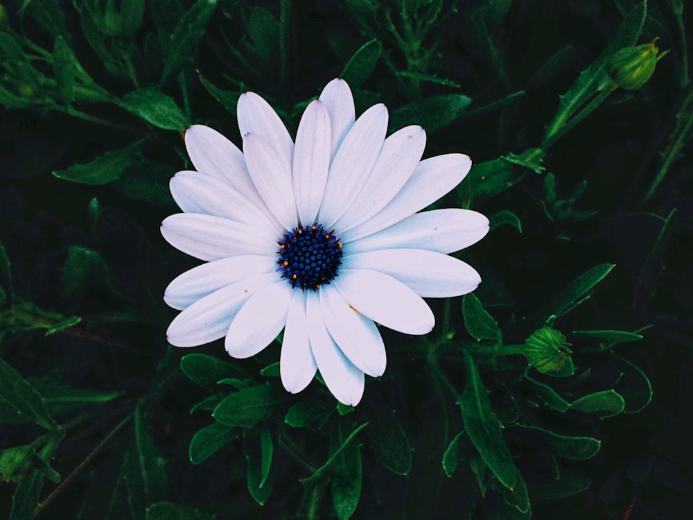 white flower with green leaves