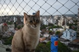 Close-up of a sturdy pet safety net securely fitted on a Chennai balcony.