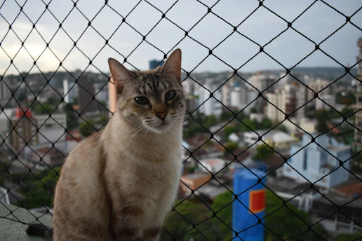 Cat safely playing on a balcony secured with a discreet protective net.