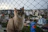 Close-up of a tightly woven safety net protecting a balcony with a playful cat nearby.