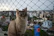 Close-up of a tightly woven safety net protecting a balcony with a playful cat nearby.